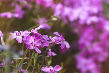 Phloxes. Spring flowers on a sunny May day. Close-up of the plant. Blurred background.