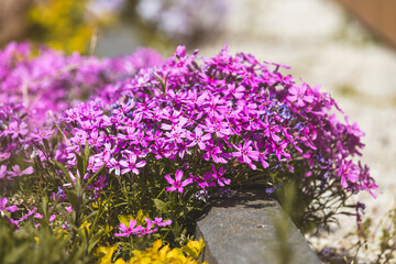 Obraz premium Phloxes. Spring flowers on a sunny May day. Close-up of the plant. Blurred background.