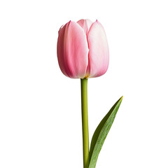 Fototapeta premium Single pink tulip, close-up. A delicate, vibrant pink tulip, in full bloom, with a slender stem and leaves