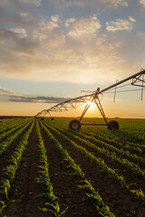 Automated irrigation equipment efficiently watering corn crops during sunset, enhancing growth and...