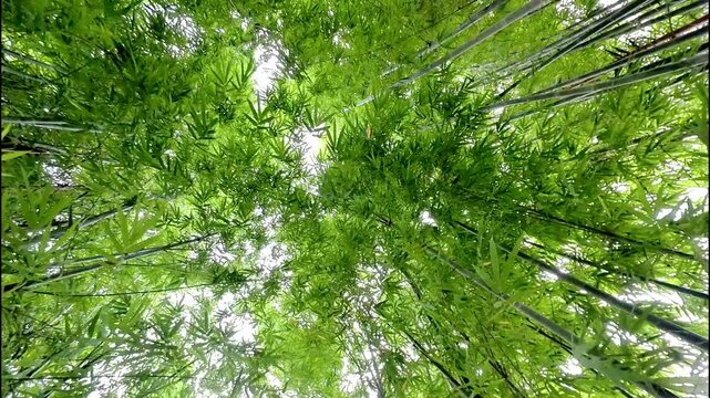 Bamboo Wind 13