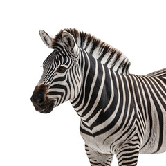 zebra on a white background
