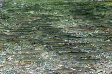 A small spawning river. Salmon go to spawn. South Sakhalin, Russia