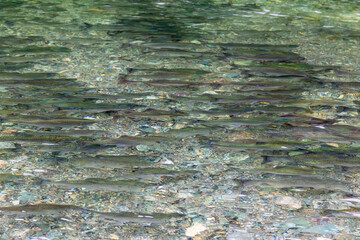 A small spawning river. Salmon go to spawn. South Sakhalin, Russia