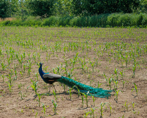 Fototapeta premium A beautiful peacock with vibrant feathers walks across a field of young green plants on a sunny day.