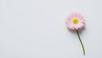 Isolated pale pink flower on a light background.