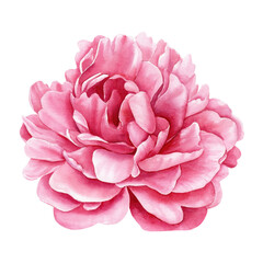 Watercolor peony flower side view with layered petals, romantic botanical art floral design wedding clipart spring decor