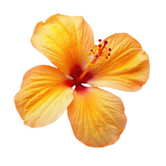 Vibrant orange hibiscus flower (1)