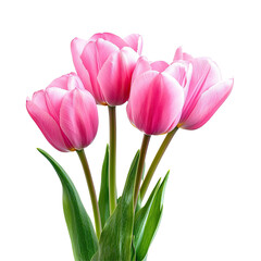 Fototapeta premium Delicate pink tulips in a close-up