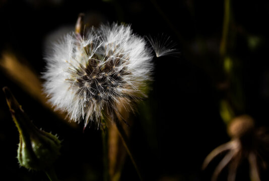 dandelion seed head