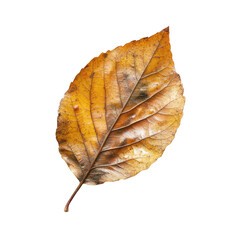 Autumnal leaf, detailed view