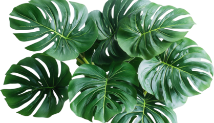 Close-up View of Monstera Deliciosa Leaves