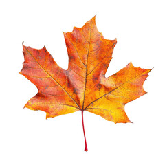 Obraz premium Autumn maple leaf, vibrant colors
