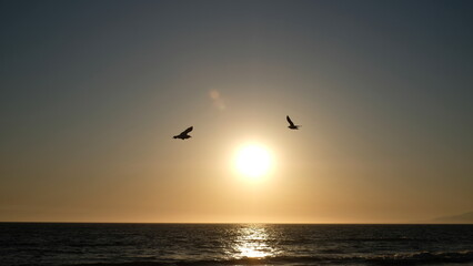 A Couple of Bird Dancing In The Sunset