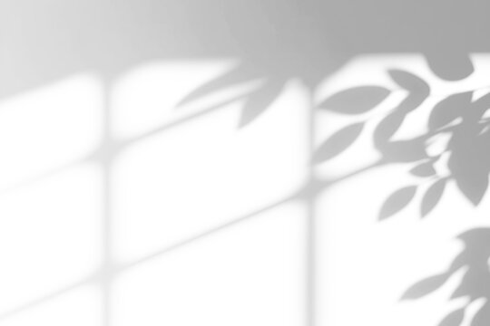 shadow overlay effects of realistic window and tree branch shadow with light blur on transparent backgr,Summer sunlight and shadow overlay effect,shade for photo interior backdrop studio mockup design