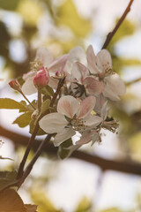 Obraz premium Spring flowers on a fruit tree on a sunny May day. Close-up of the plant. Blurred background.