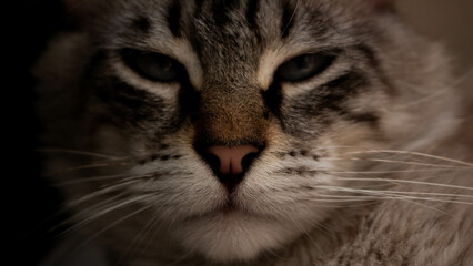 close up of a cat