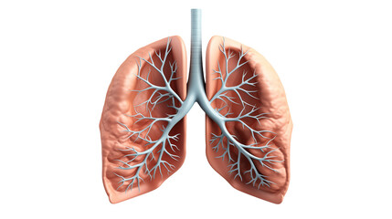 Detailed 3D Human Lungs Anatomy Model showing Bronchial Tree and Alveoli Structure for Medical Education