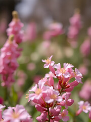 Fototapeta premium Erica blooming flowers closeup in spring garden by helios lens, soft focus and bokeh background.