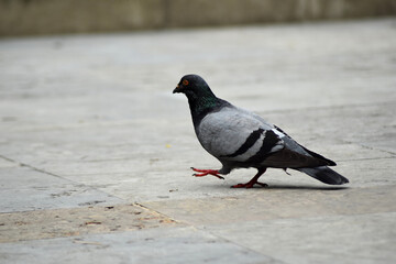 pigeon in the city