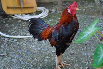 Closeup Of A Rooster In A Backyard Setting