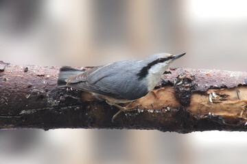 The Eurasian nuthatch or wood nuthatch (Sitta europaea) on a branch, close up. Blurred background, isolated. Europe, Latvia
