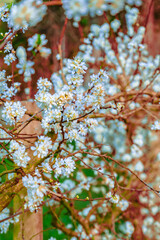 Natural Series : White plum blossoms bloom on trees in winter