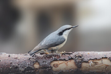 The Eurasian nuthatch or wood nuthatch (Sitta europaea) on a branch, close up. Blurred background, isolated. Europe, Latvia