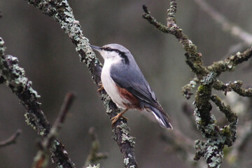 The Eurasian nuthatch or wood nuthatch (Sitta europaea) on a branch, close up, natural habitat, Europe, Latvia