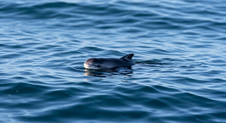 Fototapeta premium Minke whale breaches the surface of the deep blue ocean creating a stunning aquatic spectacle