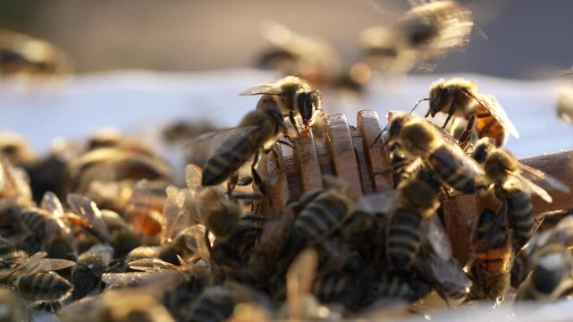 Fresh organic honey and wooden dipper in plate with many worker bees, close up. Honey harvesting. Healthy organic natural food concept, diet