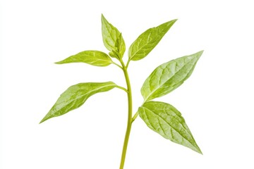 Vibrant green seedling with multiple leaves, isolated on white