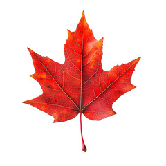 Obraz premium Bright red maple leaf cut out against a white background, showcasing vivid autumn colors suitable for seasonal designs or educational materials