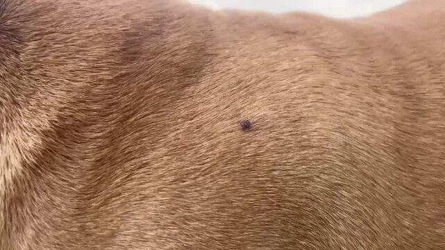 Close-up of a tick crawling on a red dog's skin, highlighting parasite attachment and skin texture, emphasizing health and veterinary concerns.