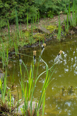 Flowering Carex Nigra (Carex melanostachya) Black or common sedge growing on shore of garden pond with stone banks. Nature concept for spring design