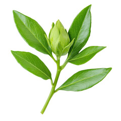 Fototapeta premium Fresh green leaves with budding flower, showcasing nature beauty and vitality. This captures essence of growth and renewal
