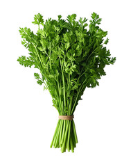 Fresh Bunch of Carrot Greens Tied Isolated on White or Transparent Background
