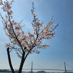 눈이 시원한 꽃과 나무