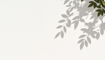 Natural shadow patterns on white background nature scene digital artwork minimalist environment top-down viewpoint