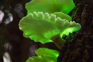 Bioluminescence Ghost mushroom, Ghost Fungus at night - Omphalotus nidiformis - bioluminescent, poisonous fungus found in NSW, Australia © cherdchai