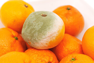 Spoiled tangerine with mold among fresh tangerines on a white background.