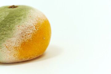 Spoiled tangerine with mold on a white background.