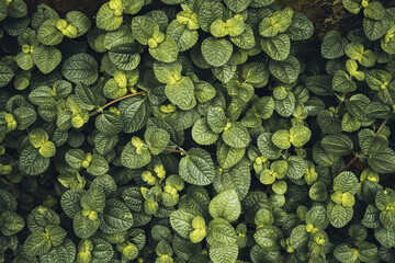 real fresh dark green leave texture for background, close up of small leaf texture surface background.
