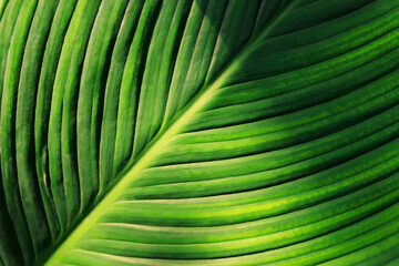 real fresh green leave texture for background, close up of leaf texture surface background.