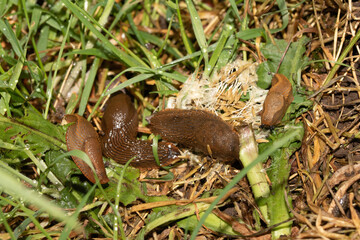 Close up of slugs on a moist ground after the rain