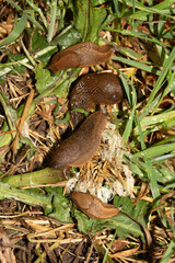 Close up of slugs on a moist ground after the rain