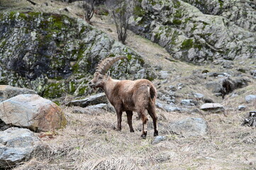 Stambecco delle Alpi