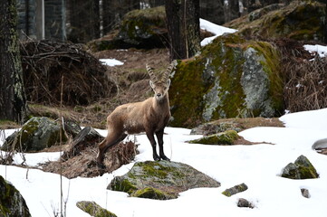 Stambecco delle Alpi