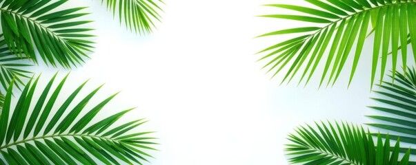 Obraz premium Palm leaves frame, white background Summer vibe , bright, vibrant, background