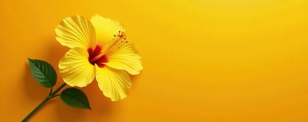 Fototapeta premium Single yellow hibiscus, textured orange backdrop, botany, elegant, floral